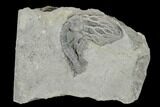 Fossil Crinoid (Cyanthocrinites) - Crawfordsville, Indiana #115083-1